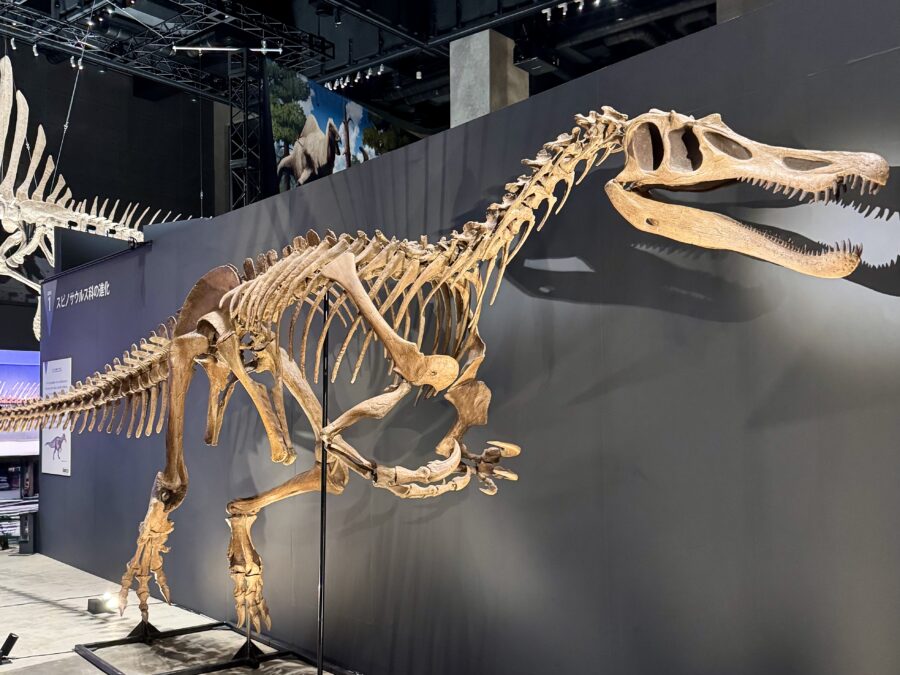 福井恐竜博物館恐竜 特別展(2026.04.16)
