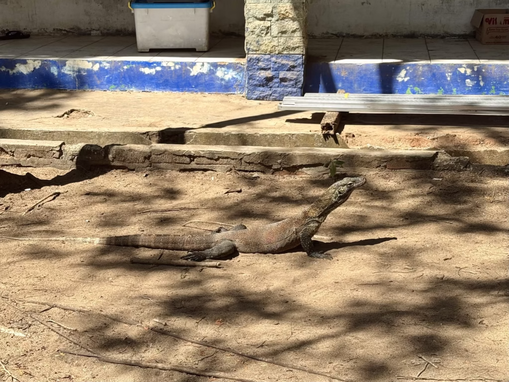 コモド国立公園 コモドドラゴン
