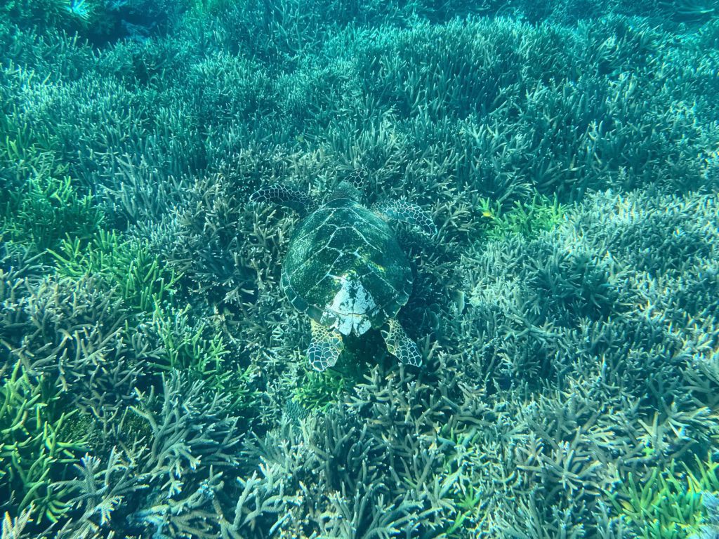 カナワ島 シュノーケリング ウミガメ
