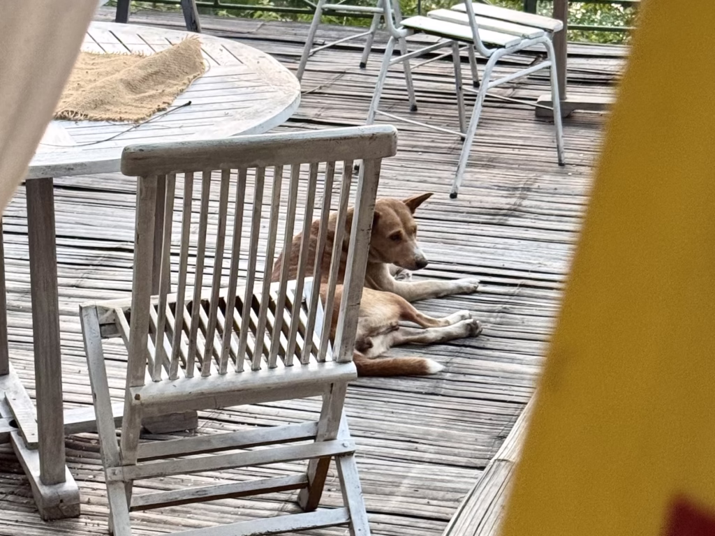 コモド島 店内でくつろぐ犬