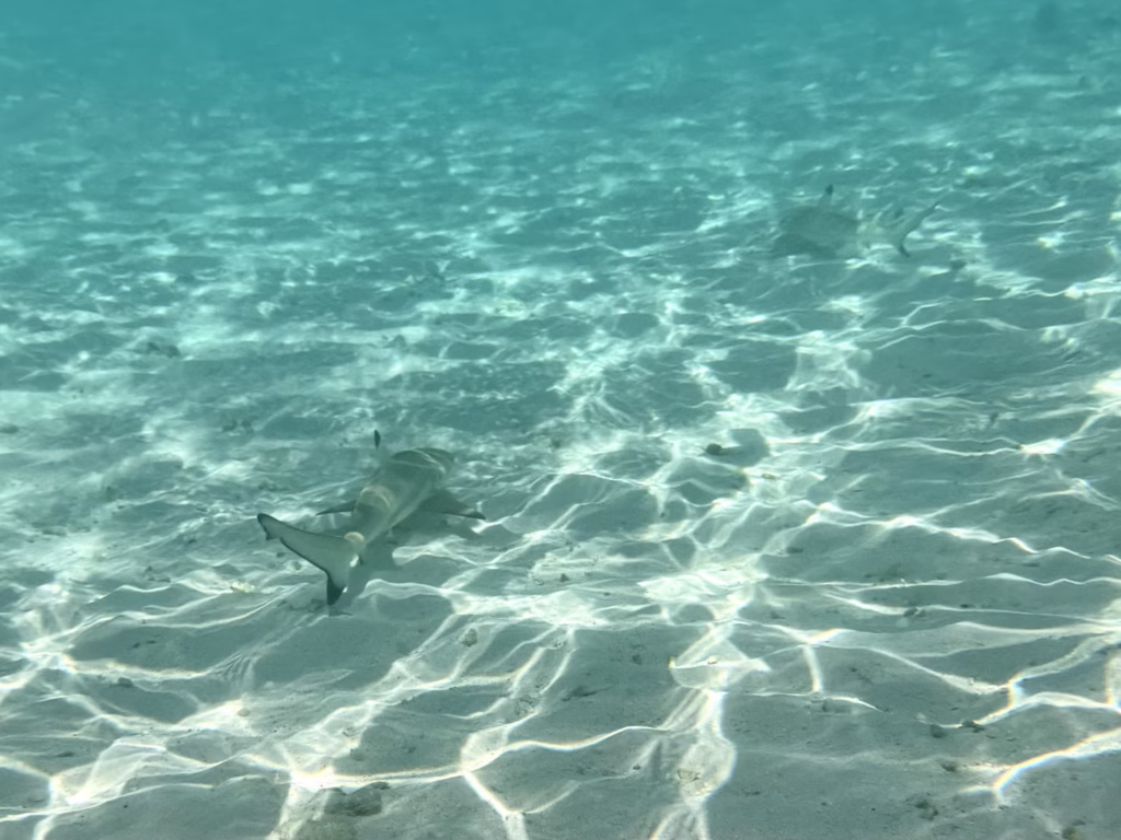 タカマカッサル サメに遭遇
