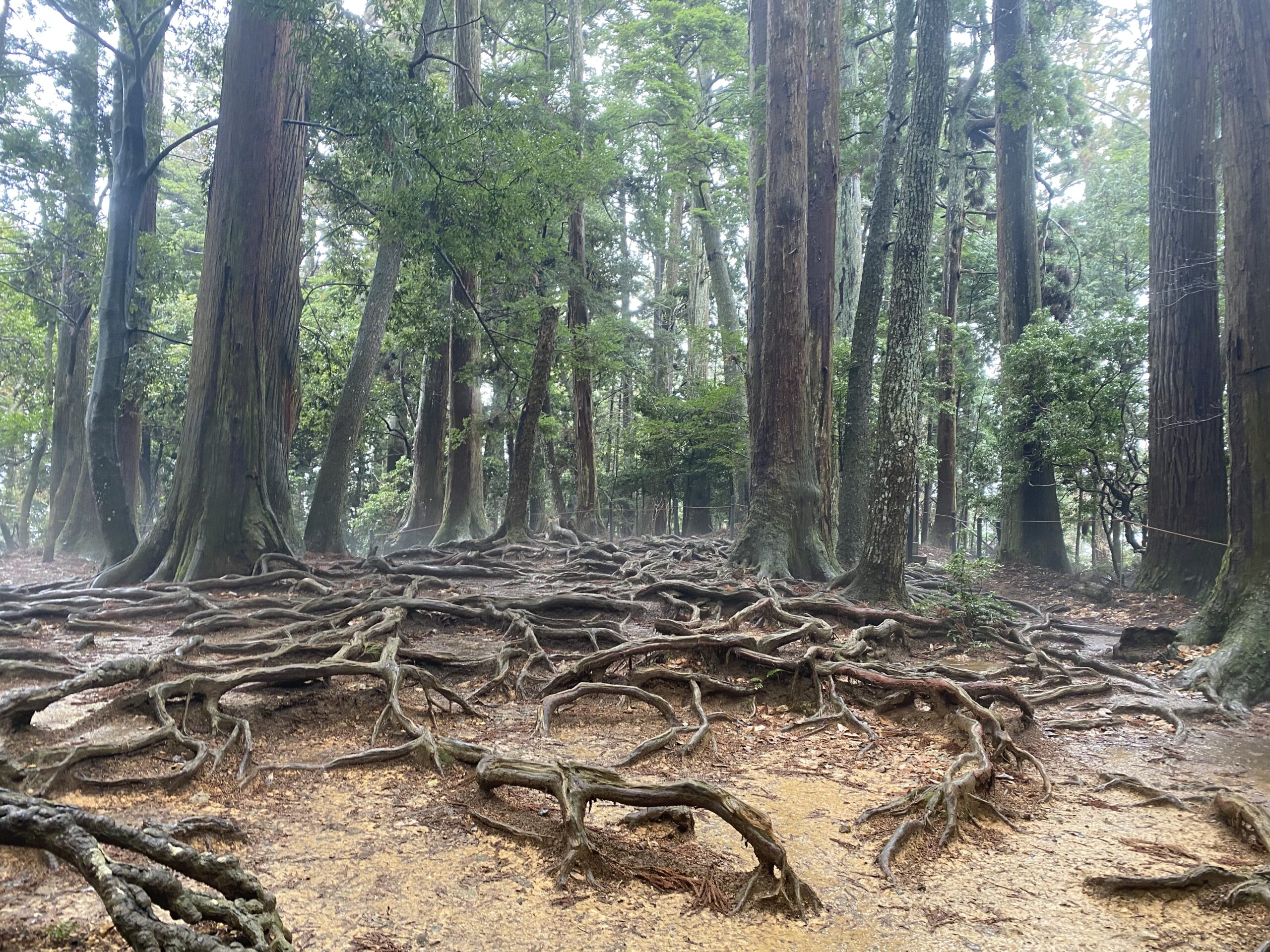 鞍馬寺 道中