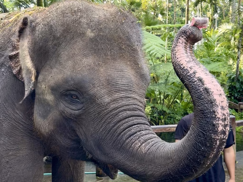 Mason Elephant Park & Lodge チップを受け取る象(2025-10-15)