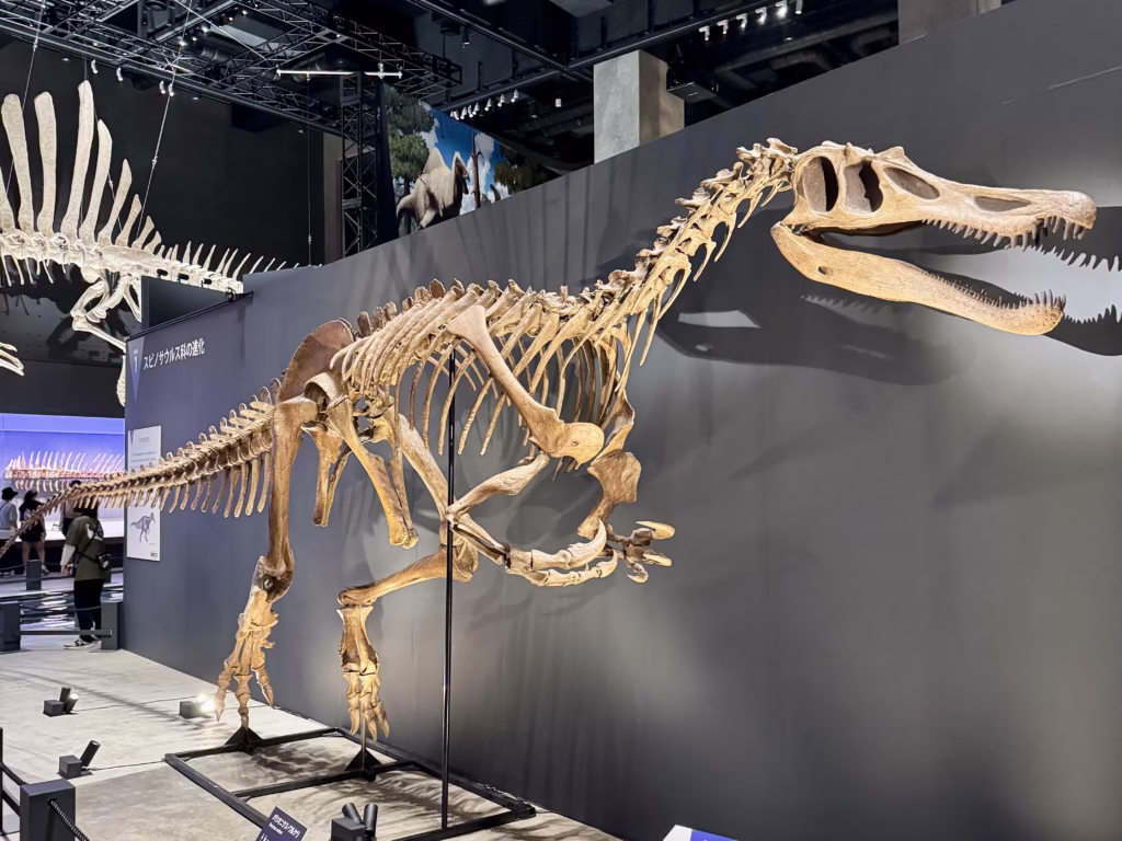 福井旅行 福井県立恐竜博物館 特別展獣脚類2025(2025.11.19)