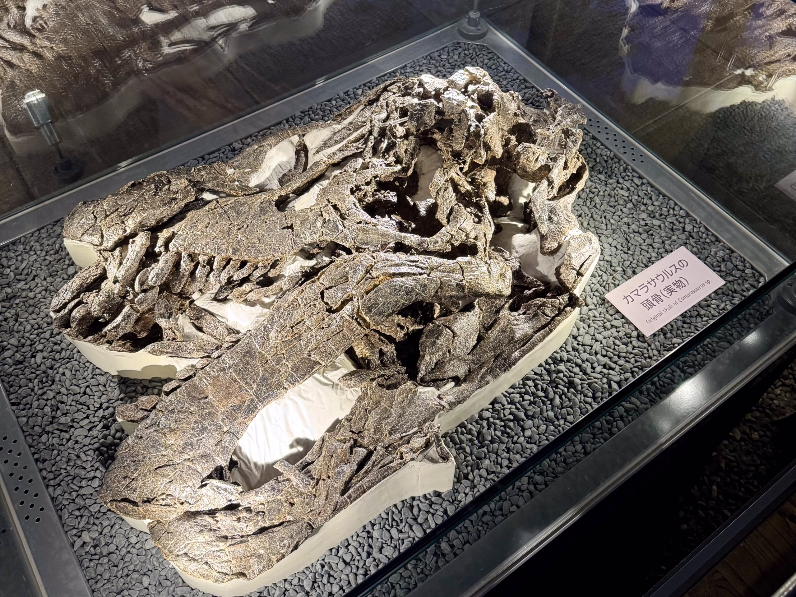 福井旅行 福井県立恐竜博物館 展示物(2025.11.19)