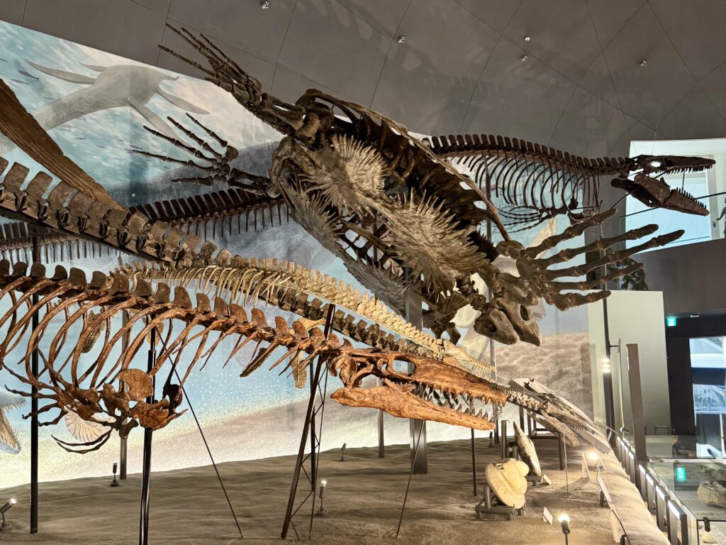 福井恐竜博物館恐竜 「恐竜の世界」中国四川省の中生代(2026.04.16)