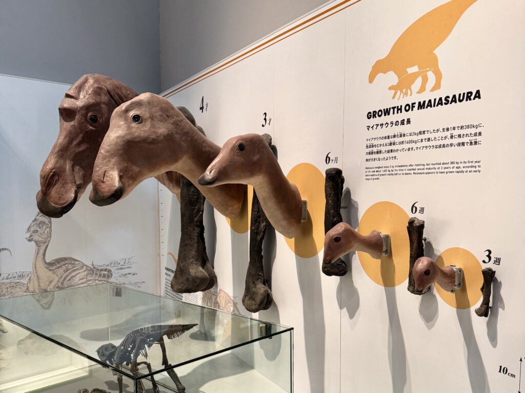 福井恐竜博物館恐竜 「生命の歴史」(2026.04.16)