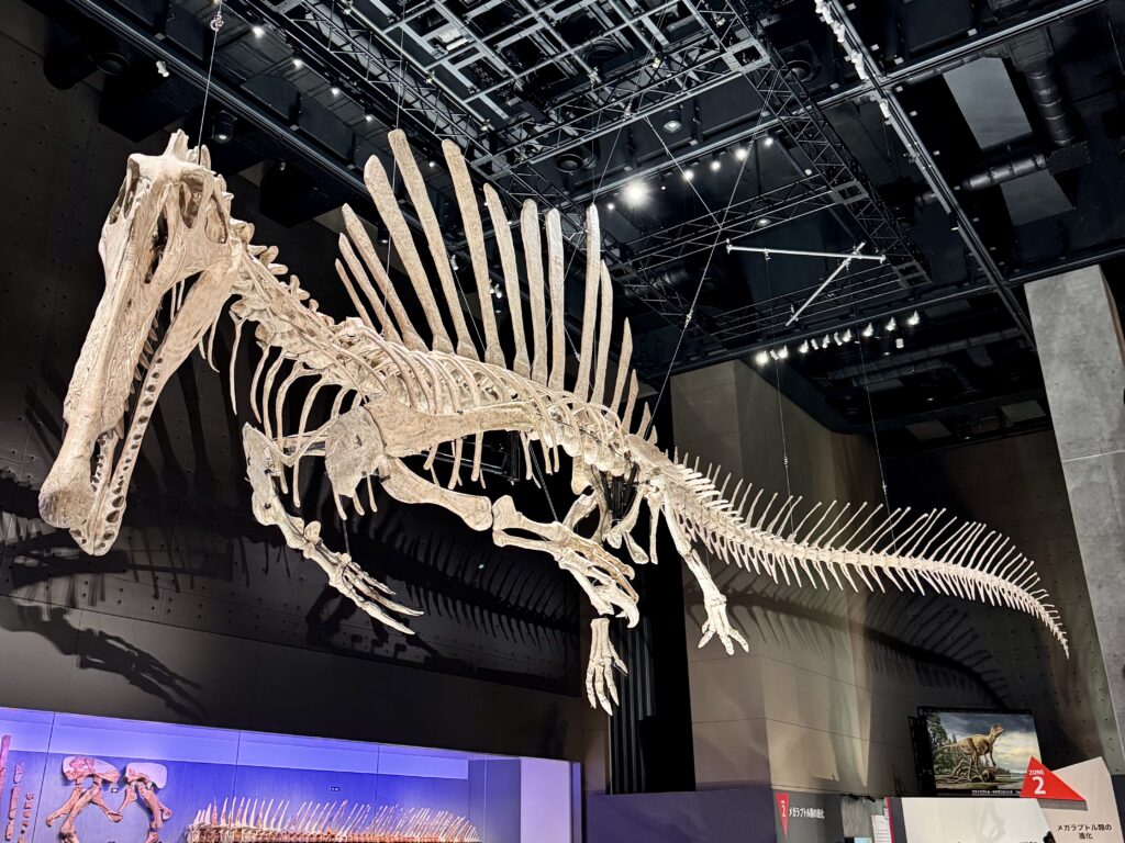 福井恐竜博物館恐竜 スピノザウルス(2026.04.16)